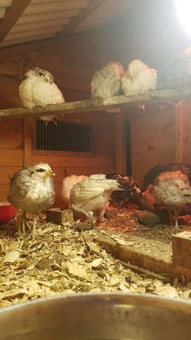 A curious grey-and-white chick stands alert in the foreground, looking straight into the lens. Above, a cozy pile of sleeping friends huddles together on the wooden perch: a fluffy white chick, a mottled grey one, and others tucked in tight for warmth under the heat lamp.