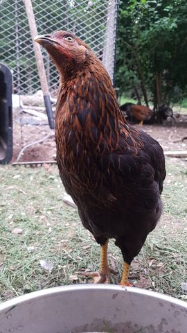 A striking adult chicken with deep rust-brown feathers and dark black markings stands tall, looking directly into the camera with a sharp, alert expression. Behind it, two other chickens — one dark brown and one lighter — are huddled together, partially obscured by the wire fence and grassy yard. The bird’s plumage shows fine feather texture and a vivid eye, making it the clear focal point of the frame.