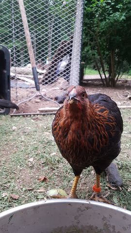 A striking brown-and-black adult chicken, possibly a bantam, stands alert and directly facing the camera with a sharp, focused gaze. Its plumage features rich rust-orange and dark feathering, with a visible eye and beak in crisp detail. The bird’s posture is upright and attentive, suggesting curiosity or awareness of the camera.