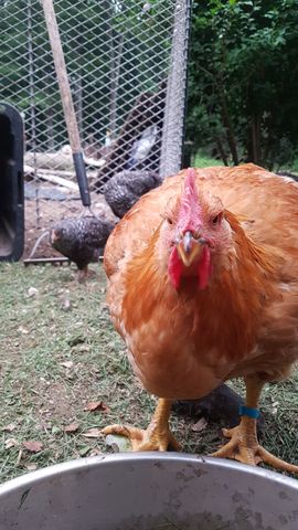 A large, golden-brown rooster with a bright red comb and wattle stares dead-on into the camera, his eyes wide and alert. Behind him, two dark-feathered adult hens stand close, one slightly turned, their plumage mottled with black and grey. The rooster’s feathers are crisp and detailed, and his stance is confident and dominant.