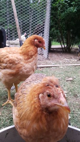 A golden-brown adult chicken, feathers crisp and eye bright, stares directly into the camera from the foreground, while a second similar bird stands alert behind, head turned slightly. Both are fully feathered and mature, no chicks or turkeys present.