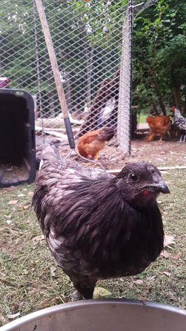A dark-feathered adult chicken with a sharp eye and visible comb stands close to the camera, while three other birds are visible in the background — one is a reddish-brown hen, another is a speckled bantam, and a third is a brownish hen with a white-tipped wing. All are alert and facing the camera, with no visible injuries or abnormalities.