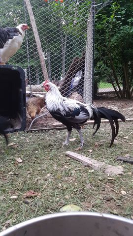 A striking rooster with white-and-black plumage and a bright red comb stands alert, facing the camera, while a white hen perches nearby and a small brown chick pecks at the ground. The rooster's feathers are crisp and detailed, and his direct gaze makes him the clear focal point of the frame.