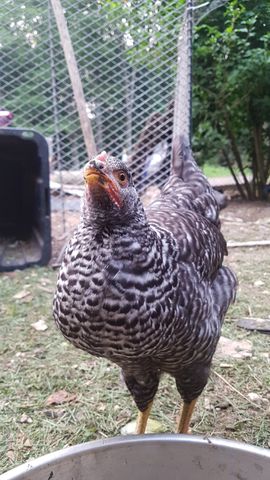 A bold adult chicken with a striking black-and-white barred plumage stands tall, staring directly into the camera with a sharp, alert expression. Its bright eye and detailed feather pattern are crisp and vivid, capturing a moment of quiet intensity in the yard.