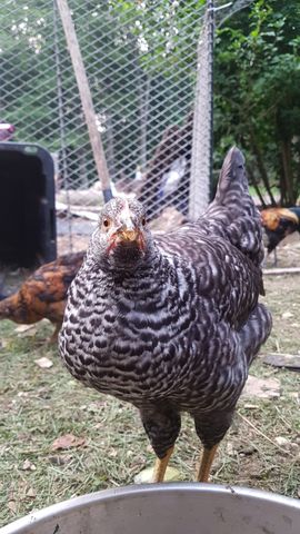 A striking adult chicken with bold black-and-white barred feathers stands tall, staring dead-on with a sharp, alert expression. Behind it, a second bird with golden-brown plumage pecks at the ground, while a third, smaller bird with mottled feathers stands nearby. All are in the open yard, no clutter or equipment in frame.