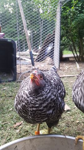 A striking black-and-white barred adult chicken, possibly a Polish or Houdan, stares dead-on with a bright orange comb and vivid eye, while a second similarly patterned bird stands nearby. Both are alert and fully in focus, filling the frame with their bold markings.