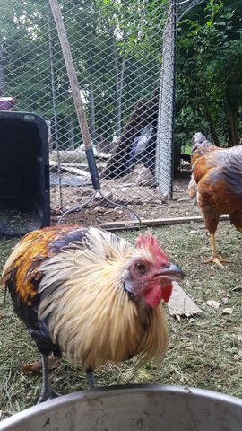 A rooster with a striking golden-and-black plumage and a bright red comb stands alert, facing the camera with a sharp, direct gaze. Behind him, a second bird with brown and grey feathers stands near a wire fence, partially obscured by the chain-link. Both birds are fully grown and in focus, with clear facial features and feather detail visible.