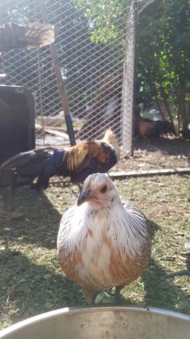A white-and-rust adult bird with a sharp, direct gaze fills the foreground, its feathers crisp and detailed. Behind it, a second bird with iridescent black, gold, and brown plumage stands alert, its head turned slightly. Both birds are in the yard, no other activity visible.
