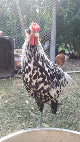 A striking black-and-white speckled adult chicken, possibly a Polish or Houdan cross, stands tall and alert, staring dead into the camera with a wild, wide-eyed expression. Behind it, three other adult chickens — one with a rich brown plumage and two with mottled feathers — stand in the grassy yard, heads lowered and eyes half-closed, appearing drowsy and content. The scene is a quiet, sunlit moment of rural life, with no distractions and no peck