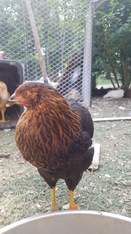 A russet-and-black adult chicken, possibly a rare breed, stands tall and alert, eyes locked on the camera with a sharp, inquisitive gaze. Behind it, two other birds — one pale yellow and one dark — huddle near a wire fence, partially obscured by shadows and foliage. The chicken's plumage shows intricate feather patterns, and its yellow legs stand out against the grassy ground.