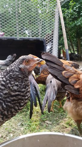 A striking black-and-white barred adult chicken, possibly a Polish or Houdan, stares dead-on with a sharp orange eye, wings slightly fanned. Beside it, a rust-colored bird with dark wing tips forages calmly. Behind them, three more adults — one with a yellow beak and another with a dark, mottled pattern — move quietly across the grassy yard. All are alert, mid-frame, and in full plumage.