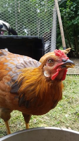 A golden-brown adult chicken with a bright red comb and wattle stares directly into the camera, eyes wide and alert, while a second, slightly blurred chicken stands behind it. The first bird's plumage is rich with rust-orange and dark feathering, and its face is crisp and detailed. The scene is a quiet yard moment, with no other birds in motion.