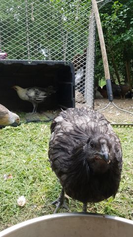 A large black adult chicken, possibly a Black Sumatra, stares directly into the lens with a sharp eye and dark beak, its feathers crisp and detailed. Behind it, three other adult chickens — one with mottled grey and white plumage, another with a pale head, and a third with dark feathers — forage calmly on the grass. All birds are alert and in focus, creating a vivid portrait of the growing flock.