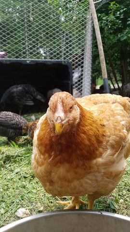 A golden-brown adult chicken, possibly a standard breed, stands alert and directly facing the camera with a sharp eye and visible comb. Behind it, three other adult chickens — one dark mottled, one barred, and one russet — forage on the grass, heads down and feathers ruffled. The scene is a quiet, sunlit yard with no clutter or distractions.