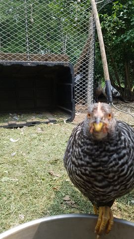 A striking black-and-white barred adult chicken, possibly a Polish or Houdan, stands alert in the foreground, eyes wide and beak open as if calling. Behind it, a smaller, less distinct bird pecks at the grass near a wire fence. The scene is a quiet yard moment, with no other birds in view.