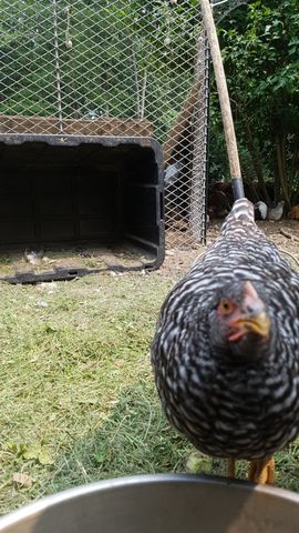 A striking black-and-white barred adult chicken, possibly a Polish or Houdan, stares dead-on into the camera with a wide beak and alert eyes, its plumage crisp and detailed. Behind it, four other adult chickens — one with a rust-orange chest, another with a grey-brown body — stand in the grassy yard, heads turned away or partially obscured. All are alert and in focus, no clutter or equipment dominates the frame.