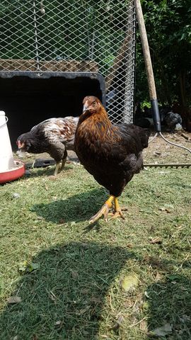 A large, dark-brown adult chicken with golden legs and a sharp, direct gaze fills the foreground, while three other birds forage nearby — one with mottled black-and-white plumage, another with dark, mottled feathers, and a third with a white-tipped wing and dark body. All are alert and moving through the grassy yard, no one looking away from the camera.
