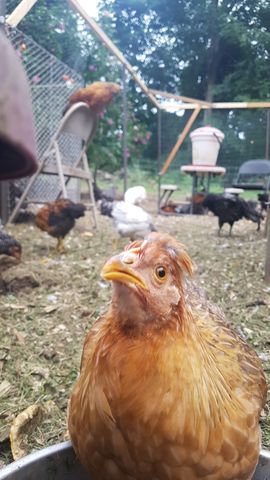 A buff-orange adult chicken, possibly a bantam, drinks from the bowl with a sharp eye and visible comb, while other chickens — including a dark-feathered one and a white one — forage nearby. The scene is lively with natural daylight and a clear focus on the drinking bird.