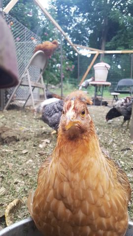 A buff-brown chicken, possibly a bantam, fills the frame as it drinks from the bowl, its eye sharp and alert. Behind it, three other chickens — one with a dark speckled pattern, another with a black-and-white mix, and a third with a darker plumage — are scattered around, pecking or standing still. The scene is natural daylight, with the birds' colors and textures vividly captured.