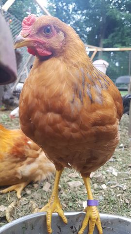 A buff chicken with dark dorsal stripes and a purple leg band on the left leg stands at the water bowl, drinking with a sharp eye and visible comb. Behind it, another chicken rests on the ground, partially obscured by grass and leaves. The scene is bathed in natural daylight, highlighting the bird's rich plumage and the bowl's metallic surface.