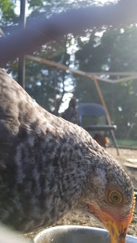 A close-up of a grey-and-black barred adult chicken, possibly a Polish or Houdan, drinking from the bowl with its eye wide open and beak dipped in water. The plumage shows crisp feather texture and a striking contrast between the dark bars and lighter grey base.