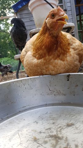 A golden-brown chicken with a bright, alert eye and open beak drinks from the bowl, while two other birds stand nearby — one dark and one partially obscured — in a natural daylight shot with crisp, in