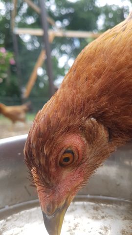 A rich brown chicken, possibly a standard breed, leans into the water bowl with its head dipped, eyes wide and alert. Behind it, a second bird is blurred but still visible, adding depth to the scene. The focus is tight on the foreground bird’s face and beak, capturing the moment of hydration with clarity.