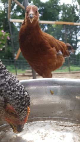 A rich chestnut-brown chicken stands alert at the water bowl, head tilted slightly as it drinks, while a black-and-white speckled bird dips its beak into the bowl beside it. Both birds are in sharp focus, their plumage and expressions clear against the blurred background of the fenced enclosure.