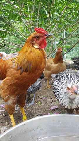 A golden-brown rooster with a bright red comb and yellow feet stands close to the camera, looking directly at it with a sharp eye, while a black-and-white barred chicken peeks from the foreground with a curious gaze. Behind them, a third chicken with a rust-colored body and dark wing tips stands alert, and a fourth, darker brown chicken watches from the background. All are gathered around the water bowl, their feathers crisp and their expressions