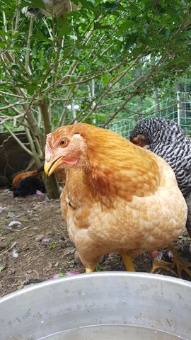 A golden-brown adult chicken with a sharp eye and visible comb stands at the water bowl, facing the camera directly, while a black-and-white barred bird pecks nearby and a third bird rests in the perp