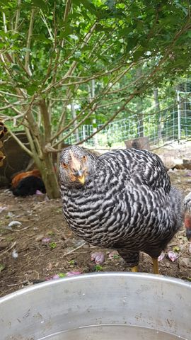 A striking black-and-white barred chicken, possibly a Polish or Houdan, stands at the water bowl with a direct gaze, its feathers crisp and eye sharp. Behind it, two other chickens — one dark and one with a reddish comb — rest on the ground, heads tucked or alert. The scene is framed by leafy branches and a wire fence, with scattered pink petals on the dirt floor.