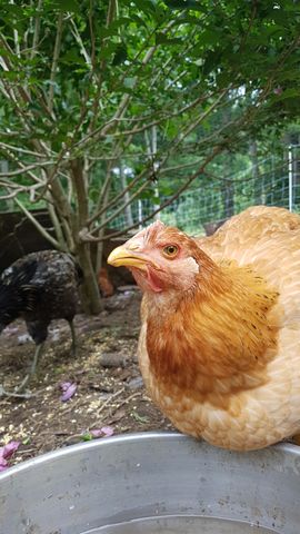 A golden-brown chicken with a sharp eye and visible comb perches at the water bowl, while two other birds forage nearby — one dark and one partially obscured — in a natural daylight setting.