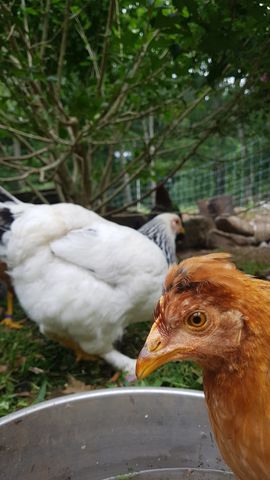 A russet-brown chicken, possibly a bantam, drinks from the bowl with a sharp, alert eye and visible beak, while a white chicken and a black-and-white speckled chicken stand nearby, heads lowered in the grassy area.
