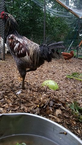 A dark-feathered rooster with red comb and black tail stands tall, eyeing the camera, while a smaller brown hen walks nearby.