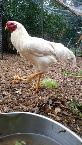 A white rooster with a red comb and wattles stands alert, facing the camera with a sharp eye and detailed feather texture.