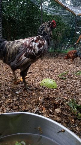 A dark-feathered rooster with a red comb stands alert, facing the camera, while a second bird forages nearby.