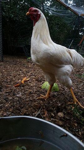 A white rooster stands alert, comb bright red, facing the camera directly.