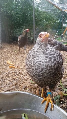 A grey and white speckled hen stands on the rim of a metal waterer, looking directly into the lens visible on its right leg.