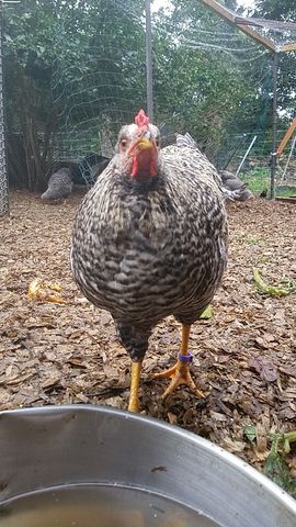 A barred hen stands directly in front of the camera, looking straight into the lens with a bright red comb and wattle.