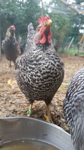 A barred hen with a bright red comb looks directly into the camera, standing near a waterer.
