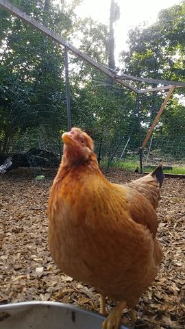 A golden-brown hen looks up, head tilted, comb visible.