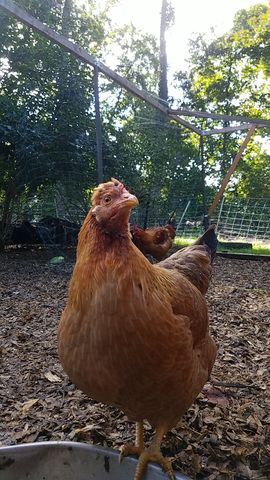 A golden-brown hen looks straight into the lens, comb bright red.
