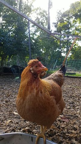 A golden-brown hen looks straight into the lens, comb bright red.