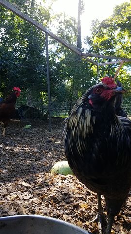 A black-and-white rooster with red comb stares directly into the lens, while a brown hen stands in the background.