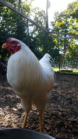 A white rooster with red comb and wattles stands alert, facing the camera directly.