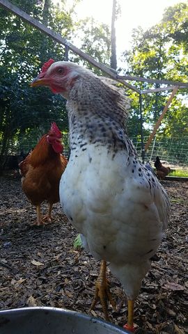 A speckled hen with white body and black spots stands alert, eyeing the camera, while a reddish-brown rooster stands behind her.
