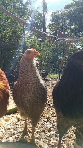 A speckled chicken looks straight into the lens, comb bright red.
