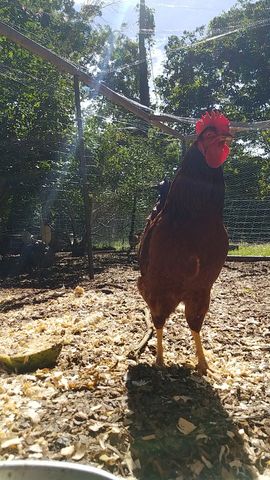 A red-comb rooster stands alert, facing the camera with bright eyes and detailed feather texture.