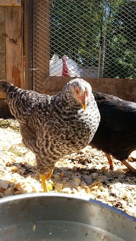 A speckled hen with black-and-white feathers looks directly at the camera, standing in the sunlit yard.