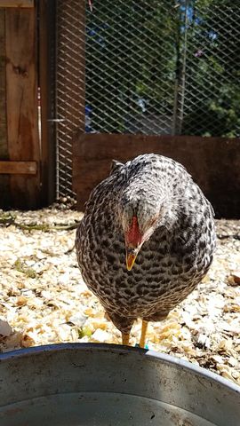 A speckled adult chicken looks down at the camera, head lowered over a feeder.